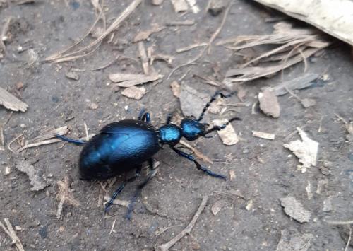 Meloe violaceus